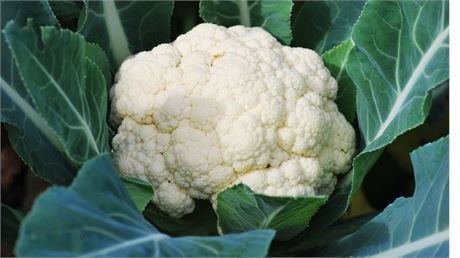 አበባ ጎመን በፍሬ /Cauliflower1pc