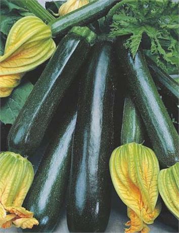 ዝኩኒ 1ኪግ /Zucchini1kg