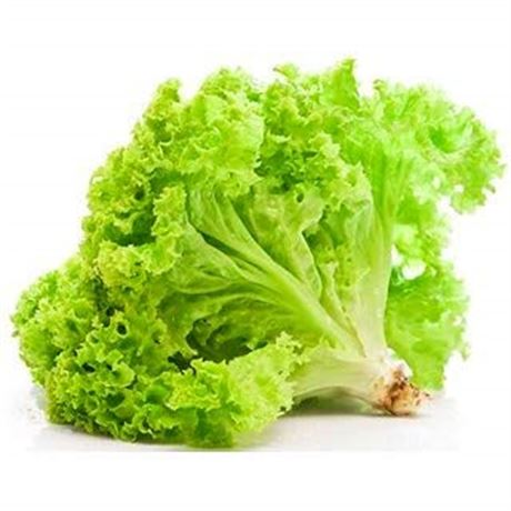 ሰላጣ ፍሪዝ 500ግ/Lettuce Freeze 500gm